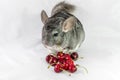 Chinchilla and cherries Royalty Free Stock Photo